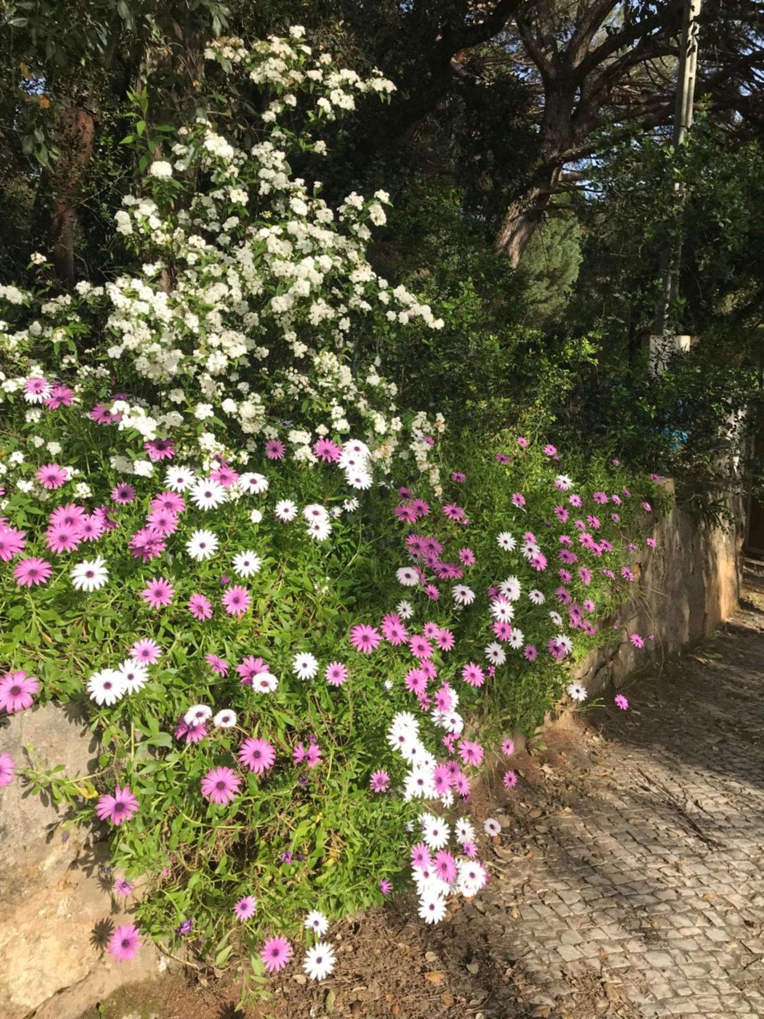 Quinta Dos Canais 세투발 외부 사진